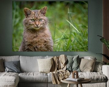 Prachtig portret van een Europese Wilde Kat van Wildlife Designs