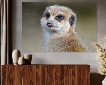 Meerkat by Cilia Brandts