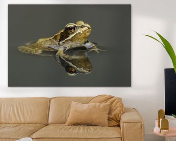 Braunfrosch (Rana temporaria) von Ronald Pol