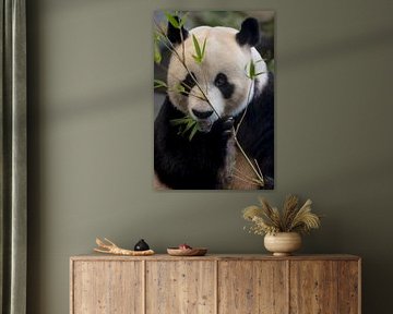 Beautiful portrait of eating Giant Panda with bamboo leaves by Wildlife Designs