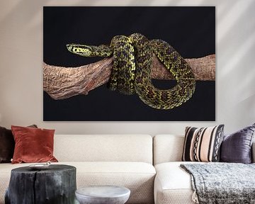 Jerdon's Pit Viper (Protobothrops jerdonii) by Ronald Pol