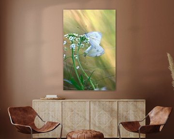 Charming white butterflies by Thomas Jäger