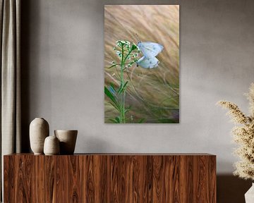Charming white butterflies