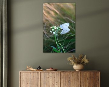 Charming white butterflies