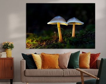 Gloeiende paddenstoelen van Thomas Heins