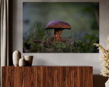(birch) boletus among the grass by Corine Dekker