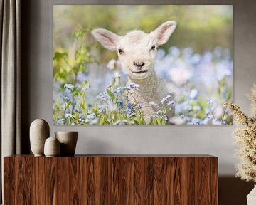 Spring sheep lamb  by Leora Kalisvaart