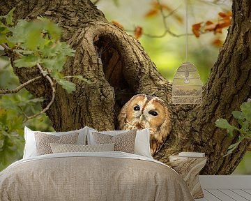Tawny owl during autumn by Patrick van Bakkum