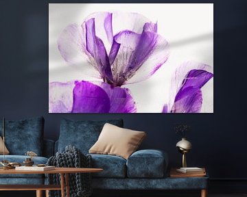 Phlox in ijs 1 van Marc Heiligenstein