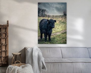 Bijzonder zwart Galloway (rund) kalf met prachtige krullen in weide van Wildlife Designs