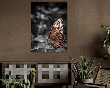 Makro-Porträt von Morpho Peleides Schmetterling mit gelagerten Flügeln mit monochromen Hintergrund