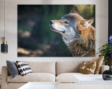 Portret van een Europese grijze Wolf van Wildlife Designs