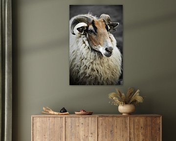 Impressive close-up portrait of a Drents Heideschaap by Wildlife Designs