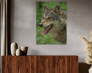 Uniek close up portret van een prachtige Europese grijze Wolf (canis lupus) van Wildlife Designs