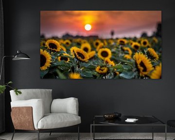 Sunflower by Michel de Koning