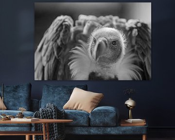 Greedy vulture b/w by | A. V. T. | photography