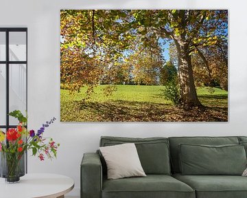 tilleul avec des feuilles d'automne, dans le paysage ensoleillé d'un parc sur SusaZoom