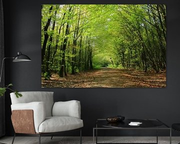 Autumn forest