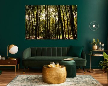 Autumn forest