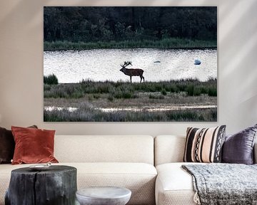 red deer