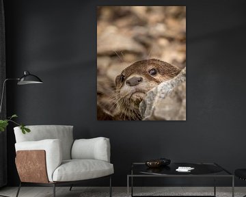 Un bébé loutre curieux joue à cache-cache derrière un rocher. sur Wildlife Designs