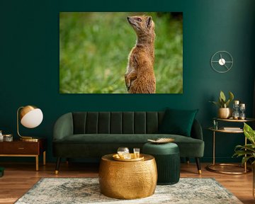 Close up of a beautiful upright Fox Mongoose by Wildlife Designs