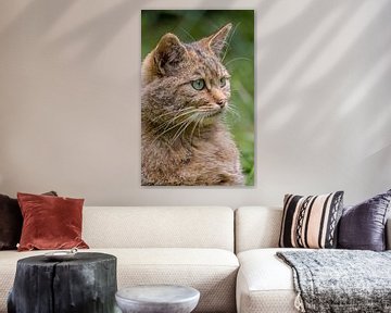 Prachtige starende blik van de Europese Wilde Kat. van Wildlife Designs