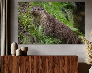 Adembenemende close-up Europese Otter (lutra lutra) aan de waterkant. van Wildlife Designs