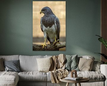 Grijze arendbuizerd zittend op een tak van Francisco Dorsman