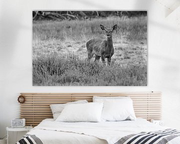 Hoge Veluwe sur Marieke Deinum