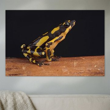 Hoogmoed's Harlequin Toad (Atelopus hoogmoedi)