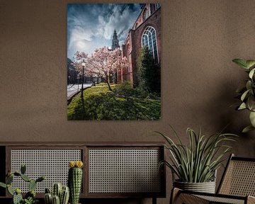 Magnolia in de Sint Jansstraat naast de Martinikerk, Groningen van Harmen van der Vaart