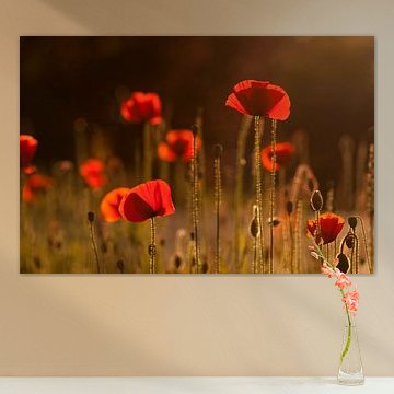 The summer evening feeling (poppies with evening sun).