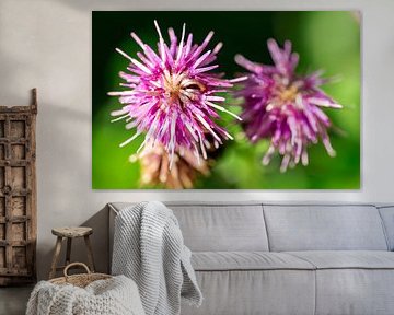 Makro einer Herbstblume