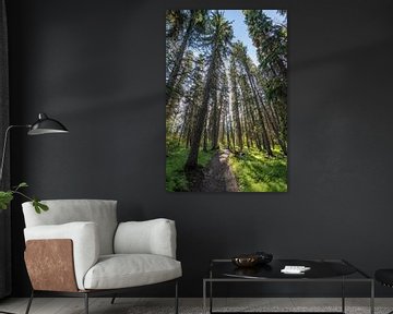 Forest path in the morning by Christiaan Poot