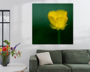 Abstract yellow Forest Buttercup flower by Tonko Oosterink