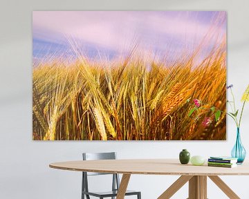 Barley Field in Summer