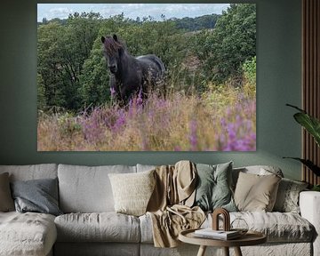 Wild horse