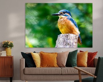 Ijsvogel