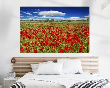 Poppy meadow Corn poppy (Papaver rhoeas) by Renate Knapp
