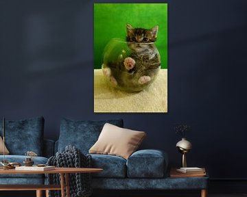 Curious kitten in  a fish bowl