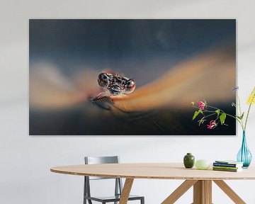 Avondgloren: Waterjuffer op een blad, in de zachte schemering van de avondrust balanceert een waterjuffer op een blad, omhuld door een diepe donkerblauwe achtergrond. Koperen tonen glinsteren in het laatste licht, een magisch moment van rust en schoonheid in de natuur. van Erwin Floor