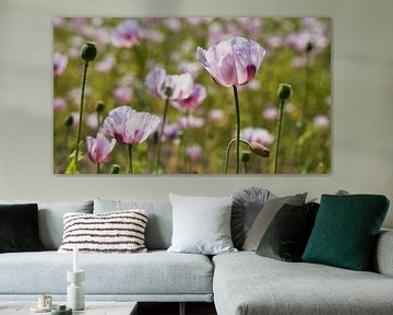 Bloemen veld met close up lila bloem, zomers natuurlijk luchtige sfeer.