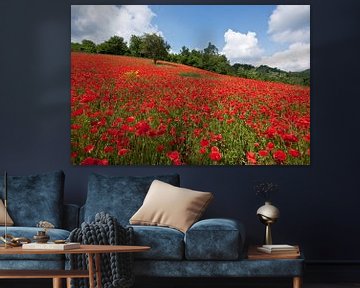 Champ de coquelicots sur Willem Havenaar