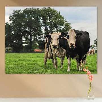 Un véritable paysage hollandais avec deux vaches au premier plan.