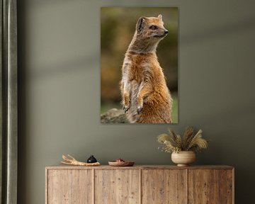 Superb close-up portrait of a curious Fox Mongoose by Wildlife Designs