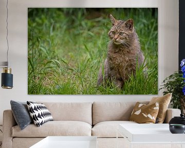 Close-up portret van een Europese Wilde Kat van Wildlife Designs