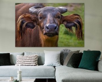 Close-up portret van een imposante rode Bos Buffel rund. van Wildlife Designs