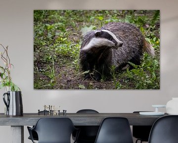 Indrukwekkende close-up van een Europese Das (meles meles) in het bos van Wildlife Designs