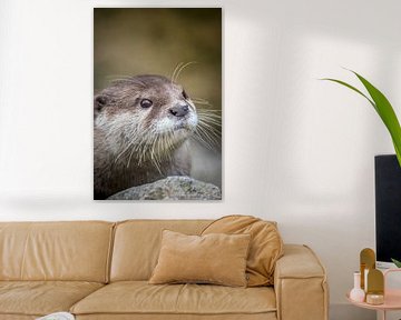 Nieuwsgierige Dwerg-Otter speelt verstoppertje achter een steen. van Wildlife Designs